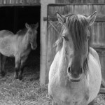 Fot. Agnieszka Twardawa