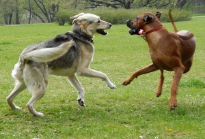 Fot. Dorota Woźniak