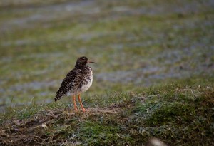 Fot. Emilia Zalewska