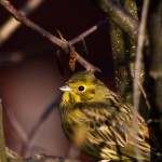 Fot. Emilia Zalewska