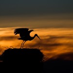 Fot. Emilia Zalewska