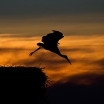 Fot. Emilia Zalewska