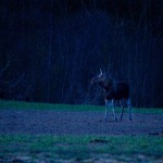 Fot. Emilia Zalewska