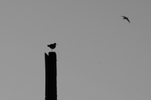 Fot. Przemysław Kwaśny