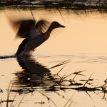 Fot. Przemysław Kwaśny