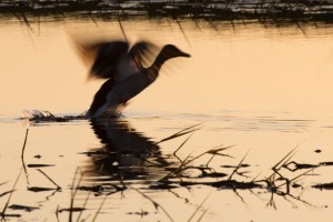 Fot. Przemysław Kwaśny