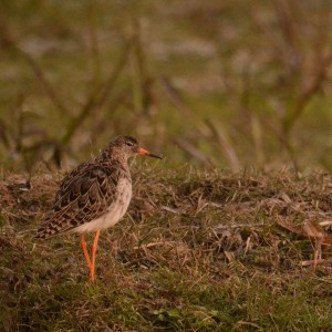 Fot. Renata Zwięglińska