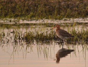 Fot. Renata Zwięglińska