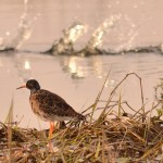 Fot. Renata Zwięglińska