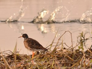 Fot. Renata Zwięglińska