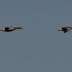 Fot. Renata Zwięglińska