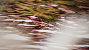 Fot. Weronika Banaszczyk