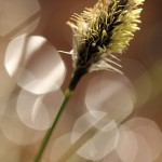 Fot. Agata Łęgowska