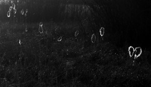 Fot. Agata Łęgowska