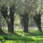 Fot. Bożena Królikowska