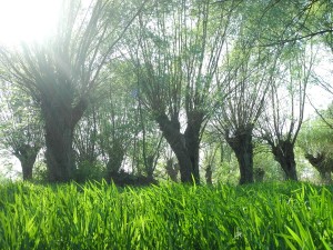 Fot. Bożena Królikowska