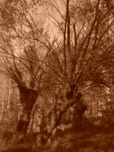 Fot. Bożena Królikowska