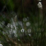 Fot. Jerzy Kołodziejski