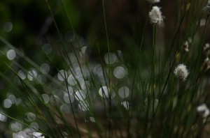 Fot. Jerzy Kołodziejski