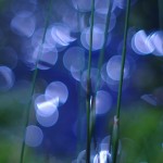 Fot. Jerzy Kołodziejski