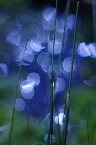 Fot. Jerzy Kołodziejski