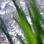 Fot. Jerzy Kołodziejski