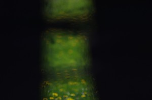 Fot. Jerzy Kołodziejski