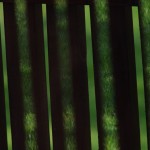 Fot. Jerzy Kołodziejski