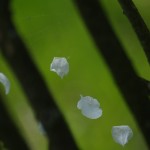 Fot. Jerzy Kołodziejski