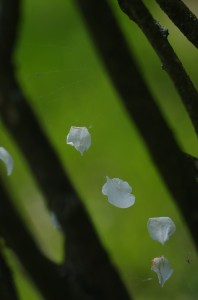 Fot. Jerzy Kołodziejski