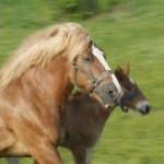 Fot. Magdalena Szutarska