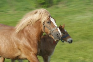 Fot. Magdalena Szutarska