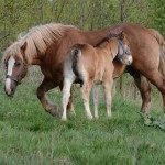 Fot. Maria Findeisen