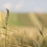 Fot. Bartek Wilczyński