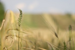 Fot. Bartek Wilczyński