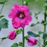 Fot. Karolina Meller