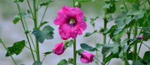 Fot. Karolina Meller