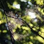 Fot. Katarzyna Makowiecka