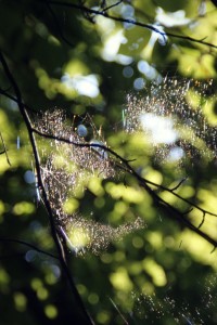Fot. Katarzyna Makowiecka