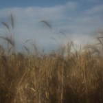 Fot. Katarzyna Makowiecka