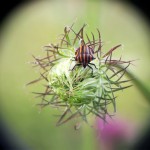 Fot. Katarzyna Makowiecka