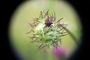 Fot. Katarzyna Makowiecka