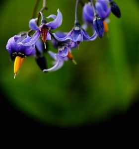 Fot. Weronika Banaszczyk