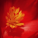 Fot. Agnieszka Stafiej