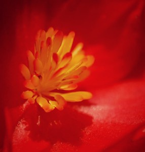 Fot. Agnieszka Stafiej