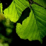 Fot. Alicja Pietkiewicz