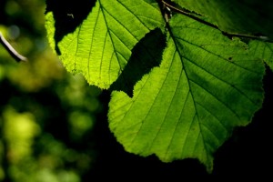 Fot. Alicja Pietkiewicz