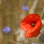 Fot. Bartek Wilczyński