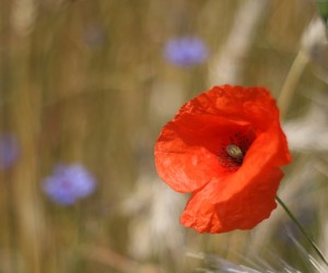 Fot. Bartek Wilczyński