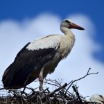 Fot. Karolina Meller